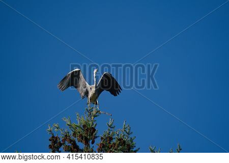 A Grey Heron Sits On A Huge Coniferous Tree