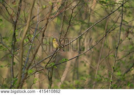 Yellowhammer Emberiza Citrinella Sits On A Tree In The Morning