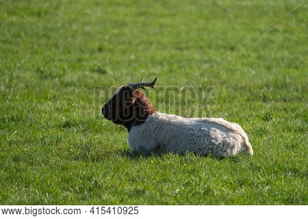 A Boer Goats Rest On A Meadow On A Goat Farm