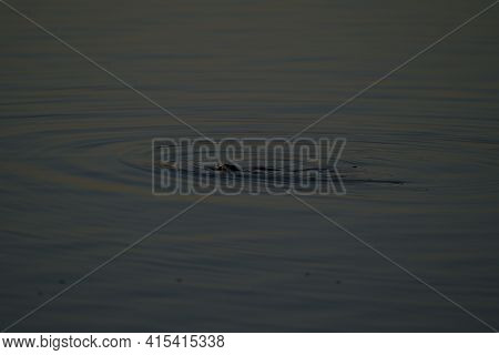 A European Common Carp Cyprinus Carpio Sticking Mouth From Water For Food