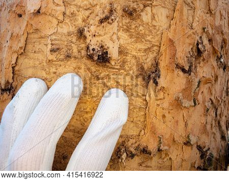 Dying Oak Tree. The Bark Less Trunk Withholes From Boring Insects Vertical Aspect. Forester Alerted 
