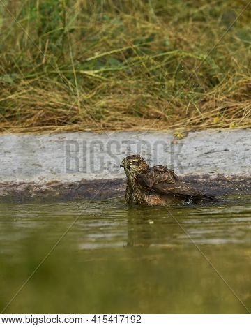 White Eyed Buzzard Or Butastur Teesa Portrait With Eye Contact Resting In Waterhole At Jhalana Fores