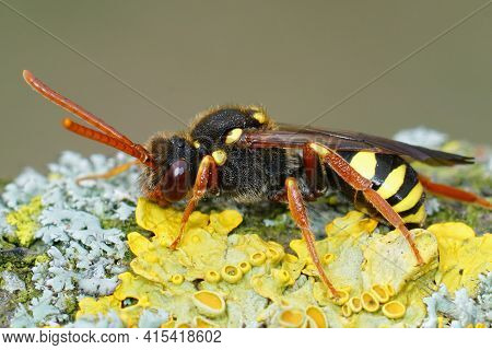 Closeup Of A Female Of The Colorful Orange Horned Nomad Cuckoo Bee , Nomada Fulvicornis
