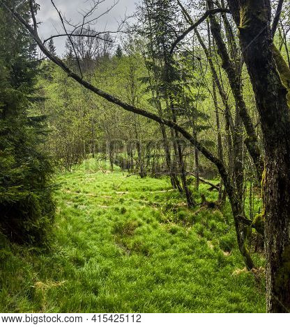 In The Forest