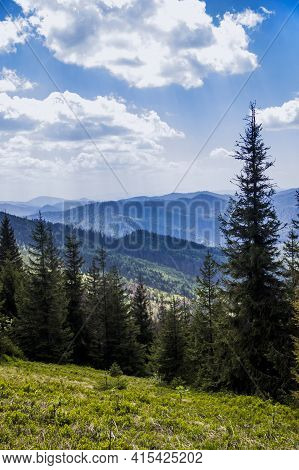 Carpathian Forest Landscape