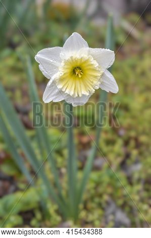 Narcissus Is A Genus Of Predominantly Spring Perennial Plants Of The Amaryllidaceae Amaryllis Family