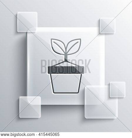 Grey Plant In Pot Icon Isolated On Grey Background. Plant Growing In A Pot. Potted Plant Sign. Squar