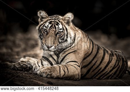 Ranthambore Wild Male Bengal Tiger Extreme Close Up Fine Art Image Or Portrait At Ranthambore Nation