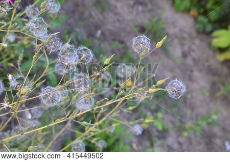 Feathery Pappus And Overblown Flowers Of Cirsium Arvense Also Called Creeping Thistle