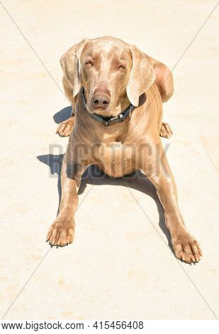 Front view of a handsome Weimaraner dog lying down, looking at the viewer; on light concrete pad