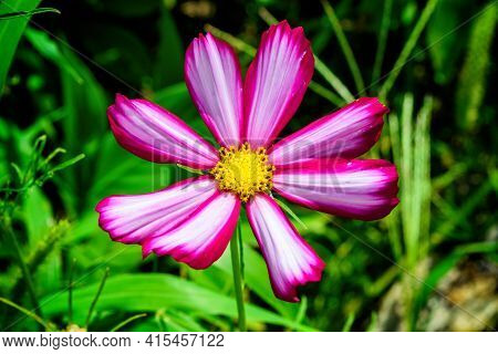 Lilac-white Flower Cosmea (latin: Cosmos) In Garden Close Up. Cosmea Flower On Background Green Leav
