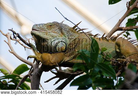 Green Iguana Also Known As The American Iguana Is A Lizard Reptile In The Genus Iguana In The Iguana