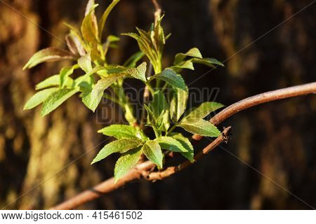 Young Leaves On A Tree In Early Spring. Landscape. Forest Scene. Spring Forest