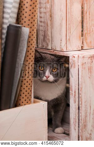 Gray Flufy Cat Sitting In Wooden Box. Gray Cat.