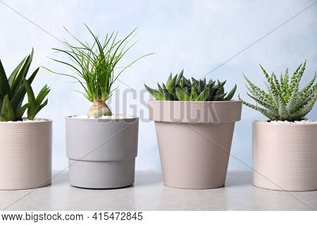 Beautiful Aloe, Haworthia And Nolina In Pots On Light Table. Different House Plants