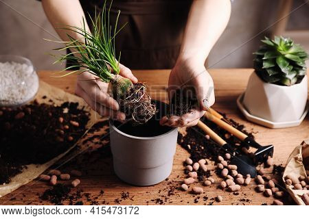 Woman Transplanting Nolina Into Pot At Table Indoors, Closeup. House Plant Care