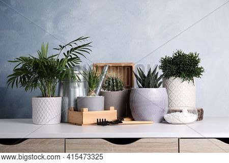 Different House Plants In Pots With Gardening Tools On White Table
