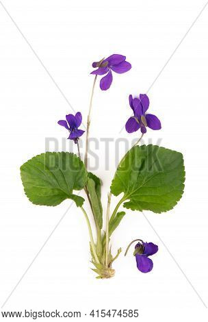 Green Leaf And Flowers Of Wood Violet Viola Odorata Isolated On White Background. Medicinal And Gard