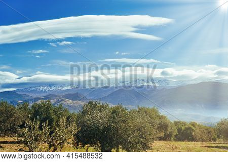 Sierra Nevada As Seen From The Olive Groves In The Llano De La Perdiz In Granada