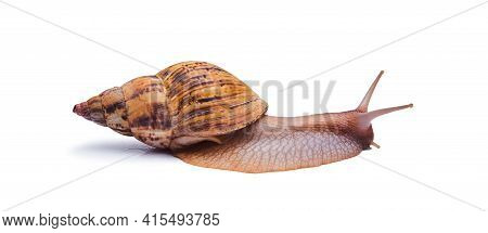 Crawling Live Giant African Land Snail Isolated On White Background