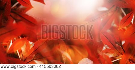 Wallpaper Red-orange, The Colors Of The Fall Nature View Of Red Leaves On A Blurred Red Background I