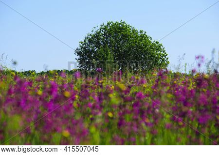 Tree. Tree With Green Foliage In The Field. Beautiful Spring Pink Wildflowers Viscaria Vulgaris On A