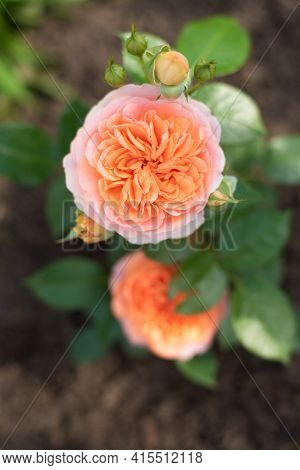 Nostalgic Hybrid Tea Rose Chippendale. Beautiful Bush Of Yellow Pink Roses In A Summer Garden. Rose 