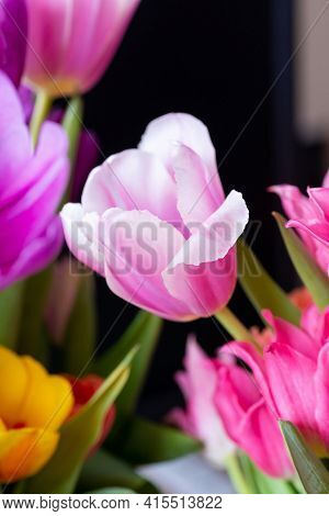Pink Tulip Cultivar With Many Petals Macro Photography On A Pink Background Of Other Tulips. For Con