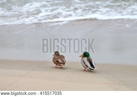 Two Mallard Waterfowl Birds Walking Near Baltic Sea. Close Up Of Anas Platyrhynchos, Mallard Duck. C