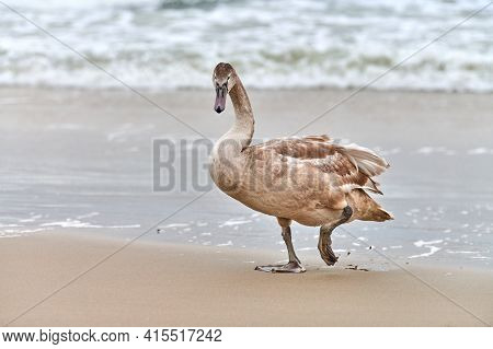 Young Brown Colored White Swan Walking By Blue Waters Of Baltic Sea. Close Up High Resolution Image 