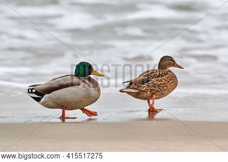 Two Mallard Waterfowl Birds Walking Near Baltic Sea. Close Up Of Anas Platyrhynchos, Mallard Duck. C