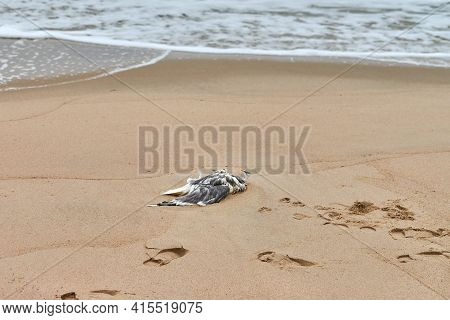 Dead Seabird On Polluted Sandy Beach. Outstretched Dead Body Of Bird On Coast. Marine Birds Eating F