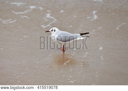 Seagull Walking Along Sea. Black-headed Gull, Chroicocephalus Ridibundus, Standing On Sandy Beach In