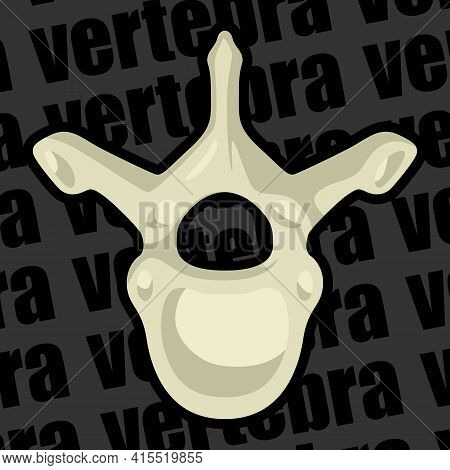Image Of A Part Of A Human Skeleton. Anatomical Image. Human Vertebra. Vector Illustration.