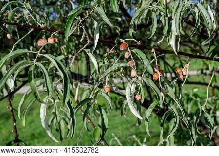 Silver Leaves And Small Ripe Fruits Or Berries Of Elaeagnus Angustifolia Plant, Commonly Called Wild