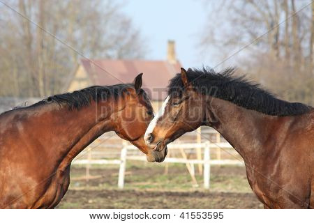 Dois cavalos Baía jogando