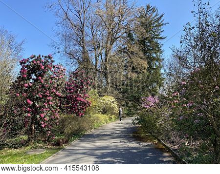 Conservatory And Botanical Garden Of The City Of Geneva (conservatoire Et Jardin Botaniques De La Vi