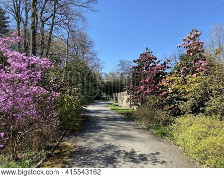 Conservatory And Botanical Garden Of The City Of Geneva (conservatoire Et Jardin Botaniques De La Vi
