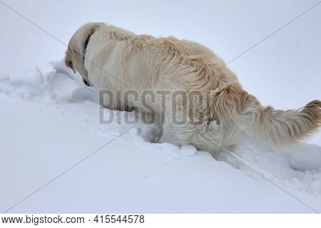 A Dog Of The Retriever Breed Is Looking For A Person Under A Snow Blockage. The Concept Of A Dog Sea