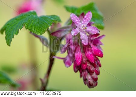 Macro Shot Of Red Currant (ribes Sanguineum) Flowers In Bloom