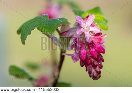 Macro Shot Of Red Currant (ribes Sanguineum) Flowers In Bloom