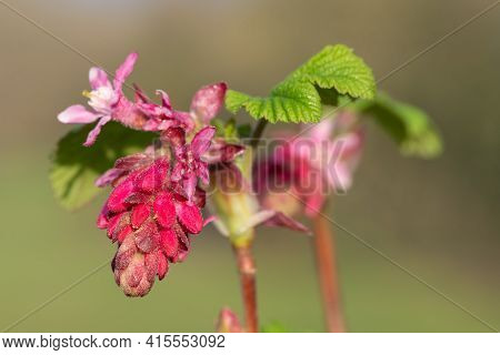Macro Shot Of Red Currant (ribes Sanguineum) Flowers In Bloom