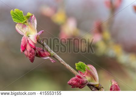 Macro Shot Of Buds On A Red Currant (ribes Sanguineum) Shrub