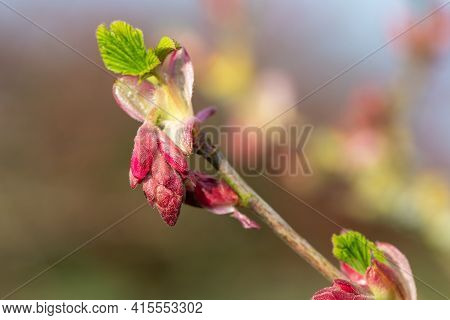 Red Currant (ribes Sanguineum) Shrub