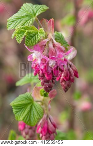 Macro Shot Of Red Currant (ribes Sanguineum) Flowers In Bloom
