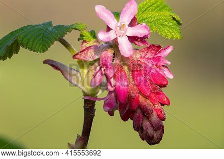 Macro Shot Of Red Currant (ribes Sanguineum) Flowers In Bloom