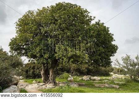A Big Ancient Carob Tree, On A Hilltop In The Adullam Region Of Israel, On An Overcast Day.