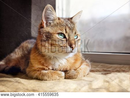Close-up Portrait Of A Beautiful Domestic Cat At Home.