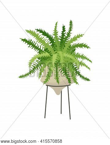 Plant Fern, Potted Houseplant Nephrolepis. Home Interior Decoration Element, Urban Jungle. Indoor Fl