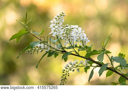 White Flowers Blooming Bird Cherry. Bird Cherry Tree In Blossom. Close-up Of A Flowering Prunus Padu